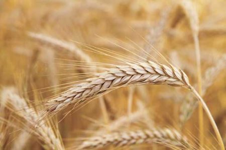 Making Your Own Malt Image